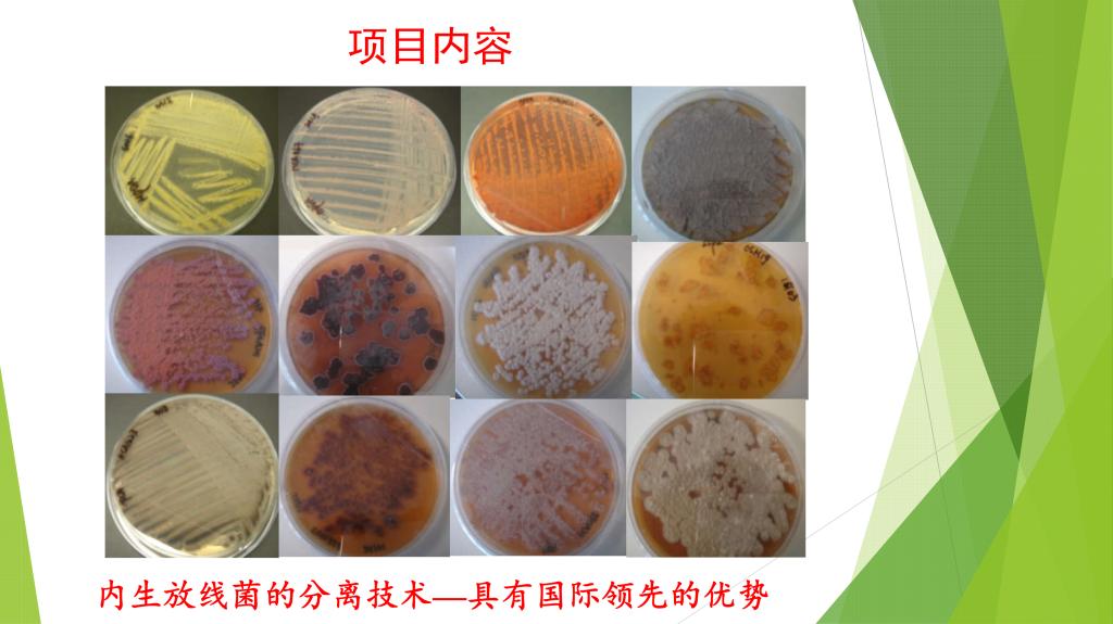 新型生物農藥——超高活性植物內生放線菌的開發應用 十年等來的綠色革命